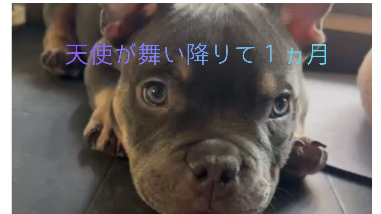 天使が我が家に来て1ヶ月経ちました🧸