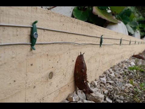 Video: "Slug-jedec" - Bo Zaščitil Rastline Pred Polži In Polži