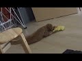 a dog wrestle with its toy...
