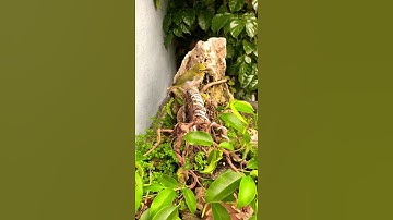 KHUYÊN XÍCH TIỂU CẢNH / Tuấn Mi