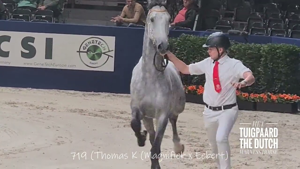 2026 KWPN Stallion Show - 2e bezichtiging tuigpaardhengsten (totaal)