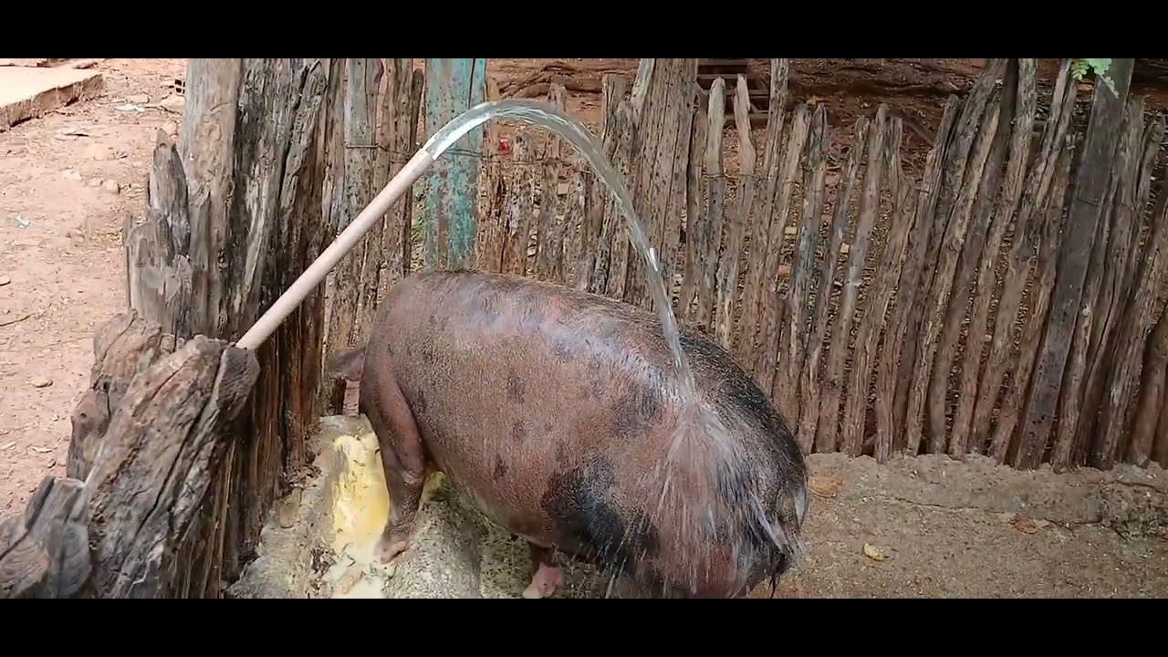 Mais um vídeo gente aqui da roça, Deus abençoe a todos bom dia.🌵