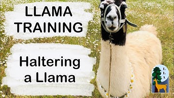 Llama Training: Haltering a Llama