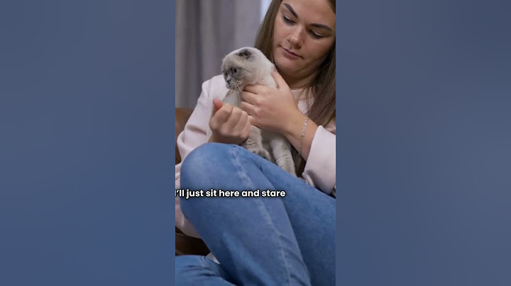 Gatto parlante litiga con il padrone: troppo reale! #youtubeshorts