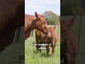 #shorts Las madres del reino animal 💗