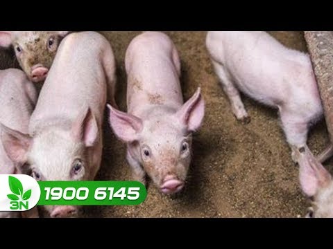 Video Lợn con co giật, sùi bọt mép: Cách chữa hiệu quả - youtube