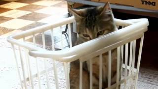 My cat BeBe, and Me (ベベと私)－You Need Me