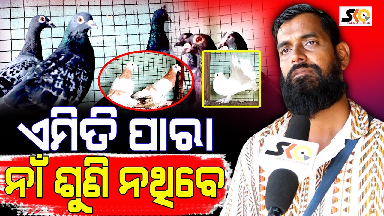 ଏମିତି ପାରା ନାଁ ଶୁଣି ନଥିବେ || Ramji pigeon shop || Odisha Latest News|| Sakala Khabar ||