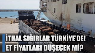 İthal Besilik Sığırlar Türkiye'de! Et Fiyatları Düşecek Mi? / AGRO TV HABER