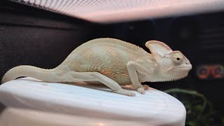 This Is A Veiled Chameleon And Its At Pets Supplies Plus In Oak Lawn, Illinois.