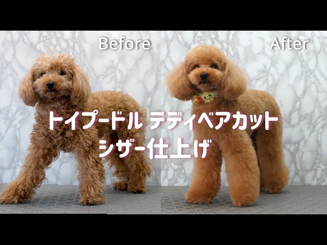 PoodleGrooming トイプードル テディベアカット シザー仕上げ - YouTube