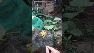 Catch big frogs funny | Try don't laugh | wepwep catching frogs make you laugh #shortsviral