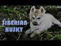 SIBERIAN HUSKY, la convivencia diaria