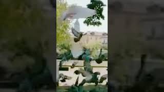 street pigeons😉#youtube #youtubeshorts #ytshorts