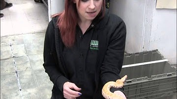 Baby T+ Albino Blood Python