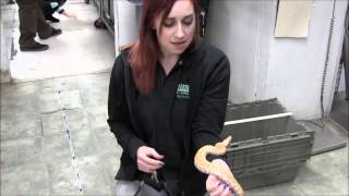 Baby T+ Albino Blood Python