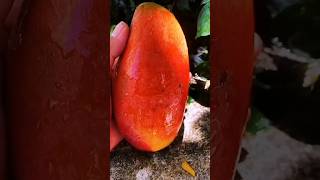 Enjoy beautiful world's sweet fruit 🍎🍊🍉🥭#shorts #nature #fruit