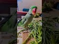 #parrot #talkingparot #birds #talkingparrot #greenparrot