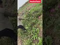 🌱🪓 Efficient Manual Weed Clearing Using Curved Blade Tool