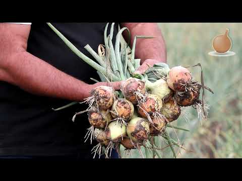 Wideo: Cebula: Tajemnice Opieki W Sierpniu