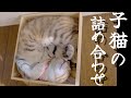 【子猫凝縮】見ていると自然と笑顔になってしまう動画をまとめました