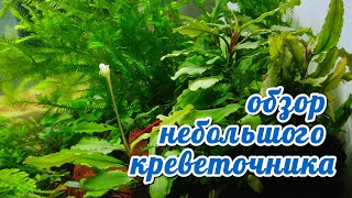 Небольшой креветочник.