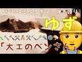 【第九のベンさん】ゆず ゆるゆる弾き語りカバー ねことともに