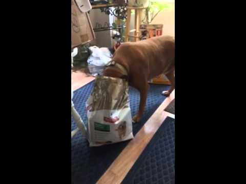 boxer-dog-reacts-to-new-food