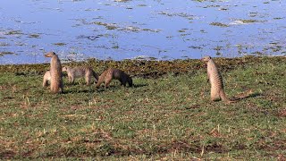 Moremi Game Reserve: Lions and Mongoose