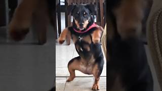 dancing dogs and cat #dog #cat #shorts #funny #animals #ctto #dance