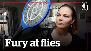Bugged by flies this summer? You're not alone | nzherald.co.nz