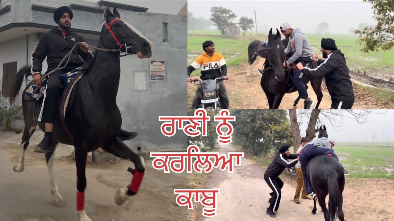 ਸੈਕਿੰਡਾਂ ਚ ਹਾਲਾਤ ਬਦਲੇ 😱 ਘੋੜੀ ਨੇ ਸੁੱਟਣ ਦੀ ਕੋਸ਼ਿਸ਼ ਕੀਤੀ 🐎💥