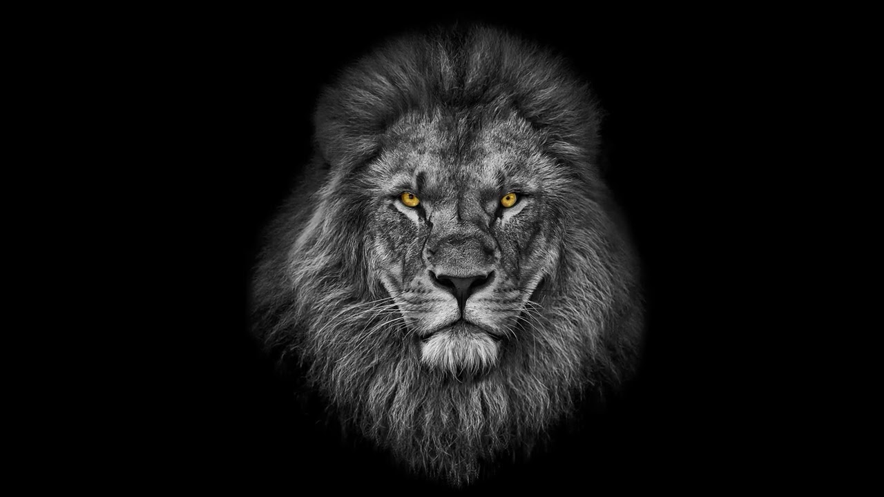 LL Lion Video Gym (8 Hours Loop)