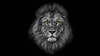 LL Lion Video Gym (8 Hours Loop)
