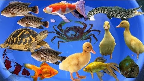 Đi bắt cá dưới rạch nước, cá rô phi, con cua, con rùa, con vịt, đồ chơi con vật cá sấu, con tôm #16