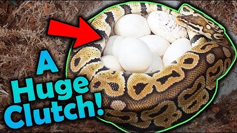 Our Ball Python Laid Eggs!!