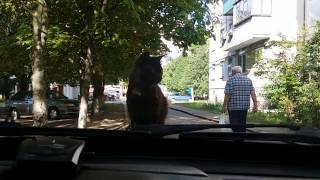 Дерзкая кошка залезла на капот