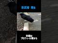荷物で遊ぶ可愛いカラス #カラス #crow #かわいい