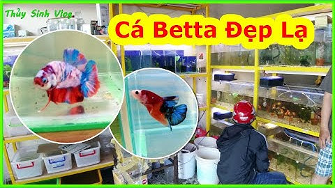 Đi mua Cá Betta về nuôi tìm được cửa hàng Bán Cá Cảnh Đẹp lạ ở quận 4, Sài Gòn | Thủy Sinh Vlog