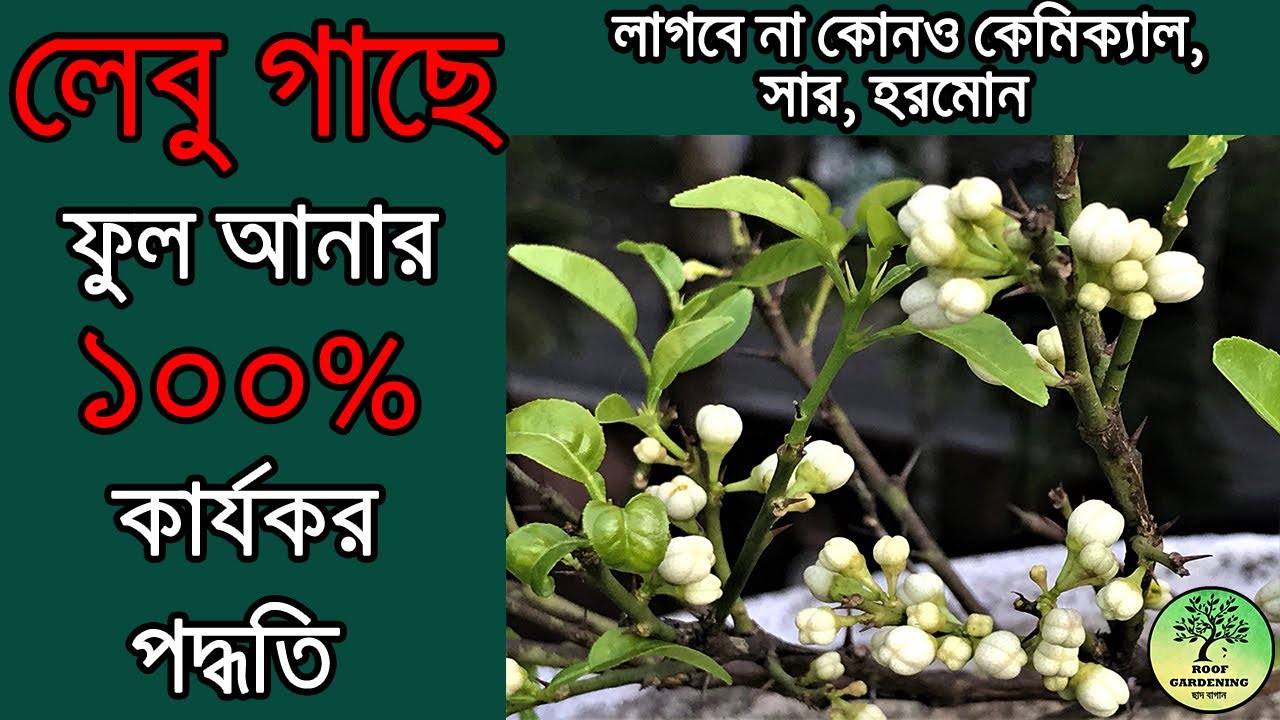 লেবু গাছে ফুল আনার ১০০% কার্যকর পদ্ধতি / 100% effective method of bringing flowers on lemon plant