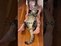 すっかり長女ちゃんの虜ですな　 #猫　#すずつむふう　#キジトラ