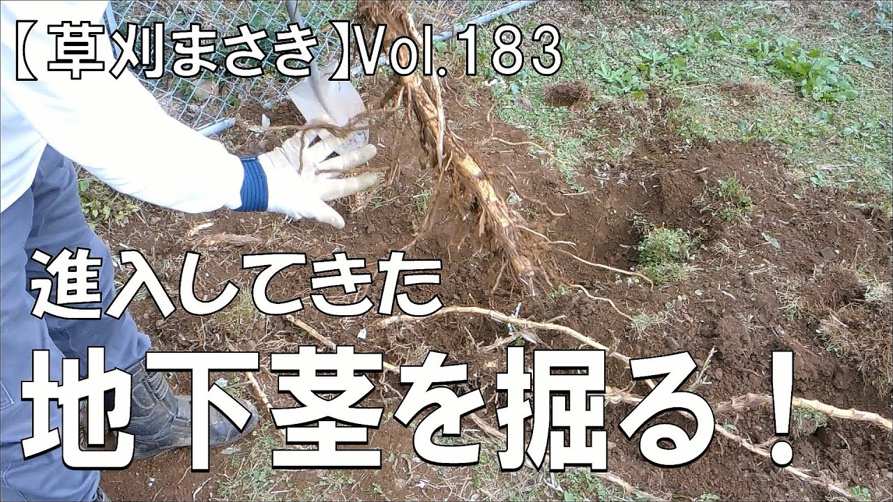 原野化への抗い】進入して来た竹の地下茎を掘る！ - YouTube