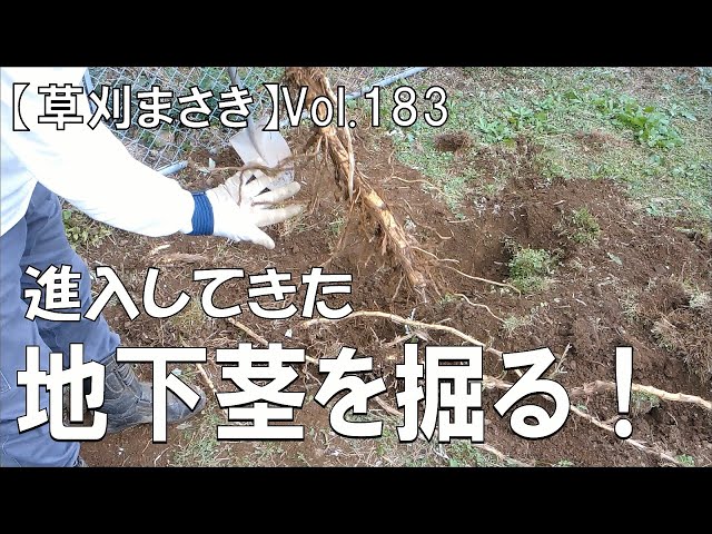 ネマガリダケ　地下茎の予約相談 原野化への抗い】進入して来た竹の地下茎を掘る！ - YouTube