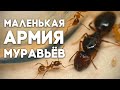 ЗАВЁЛ МАЛЕНЬКУЮ АРМИЮ МУРАВЬЁВ! Заселение колонии Pheidole pallidula в новую ферму! \\ Димон и пумба