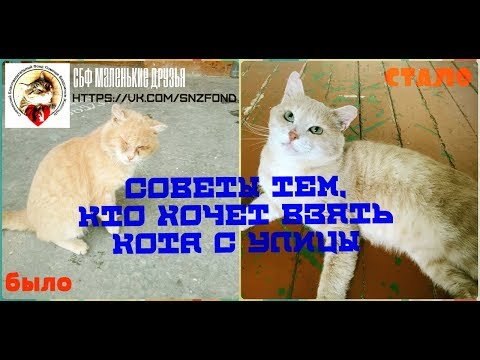 Как взять кошку с улицы