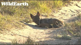 WildEarth  Sunset Safari  29 Nov 2022