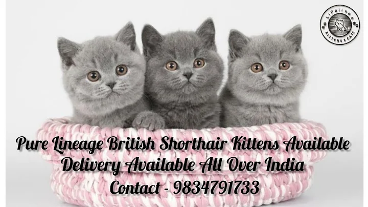 Watch the video about Pure British Shorthair Cat Kittens in India Pure BSH Kittens for Sale Mumbai Delhi Bangalore Chennai