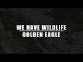 The golden eagle  wehavewildlife