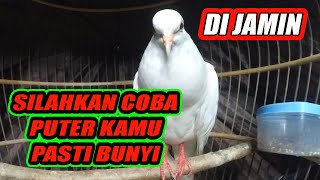 5 DETIK SAJA ,,PANCINGAN JITU SEMUA BURUNG PUTER II SUARA BURUNG PUTER GACOR