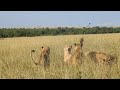 Lionesses don&#39;t share with their foes
